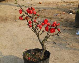 让盆栽的海棠花又粗又壮（海棠花盆栽的养护技巧及注意事项）