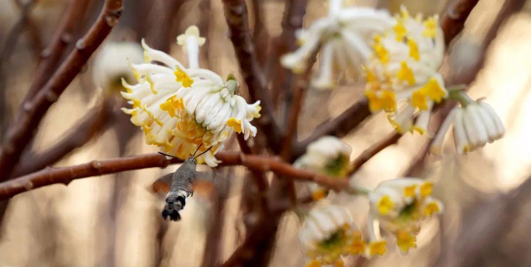 樱桃花的花语——传递温馨和美好（樱桃花的花语解读及传达方法）