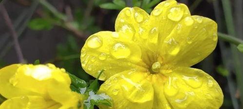 迎春花的美丽寓意与象征（揭开春天之门的迎春花，散发希望和新生的气息）