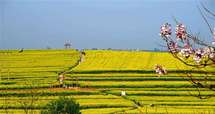 以油菜花花语油菜花的文化背景（传承千年的花语之谜及其影响力）