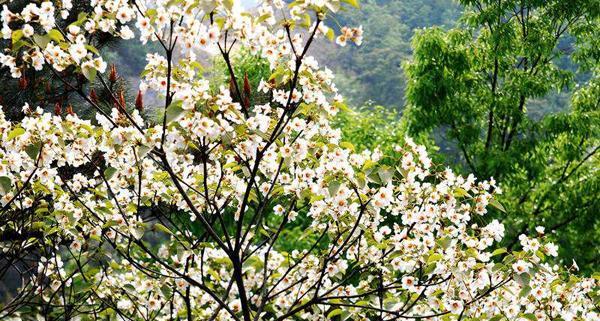 情窦初开的油桐花（迷恋春天的美丽油桐花）