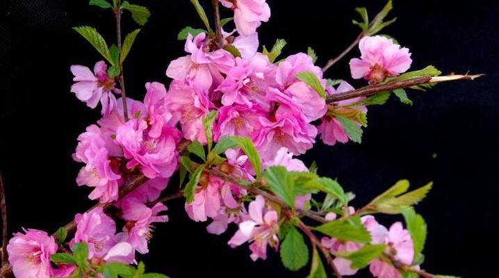 榆叶梅花语之美——寓意和传承（榆叶梅花语的深刻内涵和历史意义）