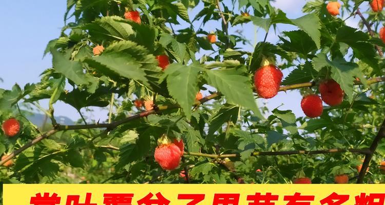 覆盆子的种植技巧（了解覆盆子种植的步骤与注意事项）