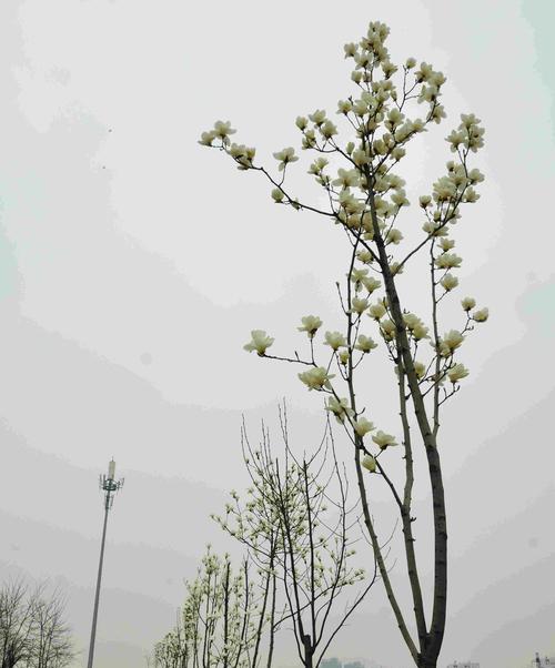 玉兰树的寓意与风水关系（揭秘玉兰树的象征意义和在风水学中的地位）