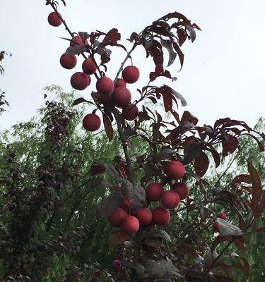 红叶李果实的营养价值及食用方法（红叶李果实的惊人功效和多样食用方式）