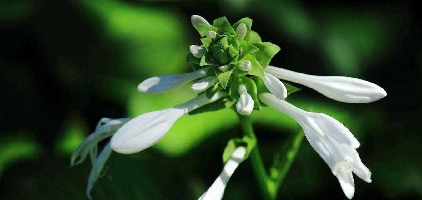 以玉簪花的花语是什么（解读以玉簪花的花语，传递爱与美的象征）