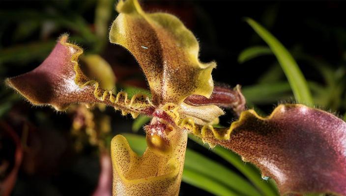 探秘兰科植物的奇妙世界（从花朵到生态，解密兰科植物的多样魅力）