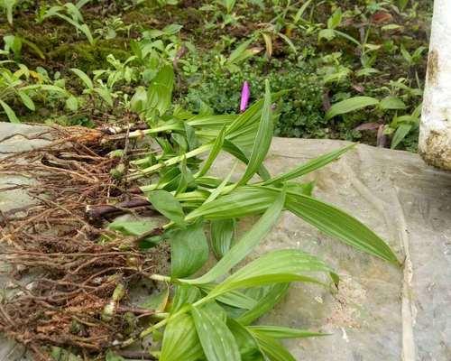 白芨种植全攻略（如何正确种植、养护白芨）