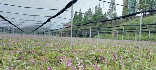 白芨种植全攻略（如何正确种植、养护白芨）