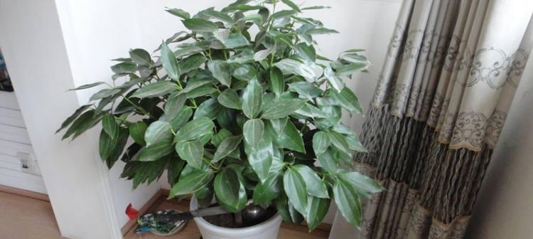 平安树出现“油蜜”如何处理（应对平安树“油蜜”问题，避免花费不必要的代价）