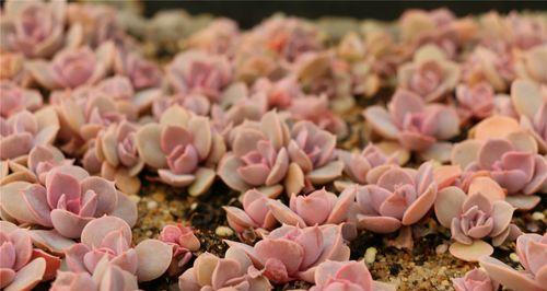 多肉紫珍珠的养殖与注意事项（打造紫色魅力的多肉植物）