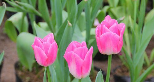 郁金香花的象征意义（探索郁金香花背后的美丽寓意）