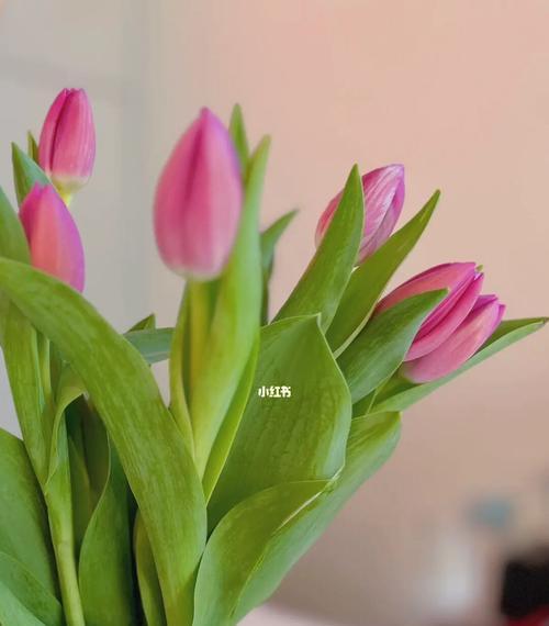 郁金香花的象征意义（探索郁金香花背后的美丽寓意）