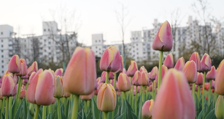 探寻郁金香花语的深层含义（了解郁金香的花语与象征意义）