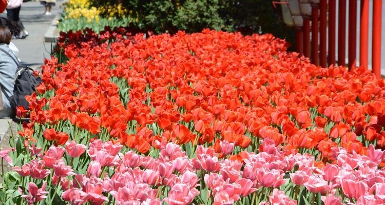 郁金香花语（探寻郁金香花语的深刻内涵与象征意义）