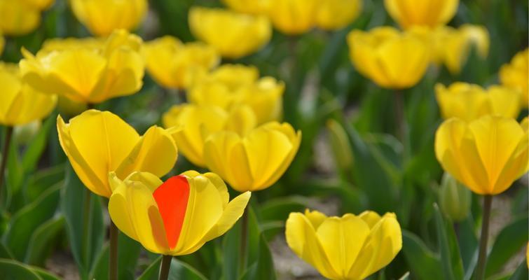 郁金香花语（探寻郁金香花语的深刻内涵与象征意义）