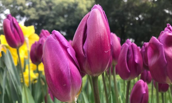 郁金香花语和寓意（深入了解郁金香花语，选择适合的花束）