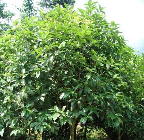 如何种植桂花树（打造优美庭院，让芳香充溢）