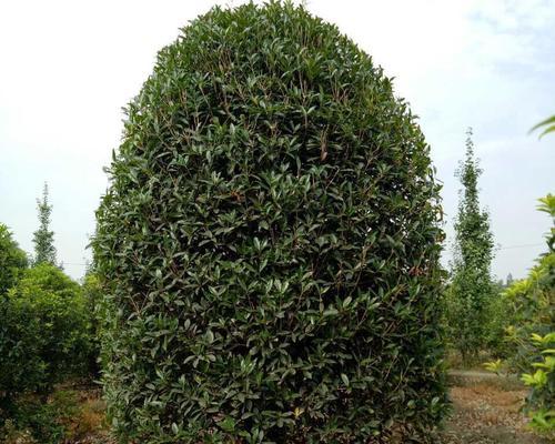 如何种植桂花树（打造优美庭院，让芳香充溢）