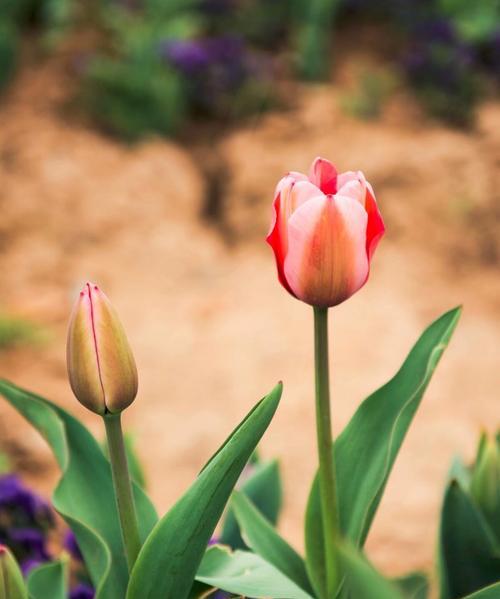 郁金香花语与寓意（了解郁金香花语，感受其独特的寓意）