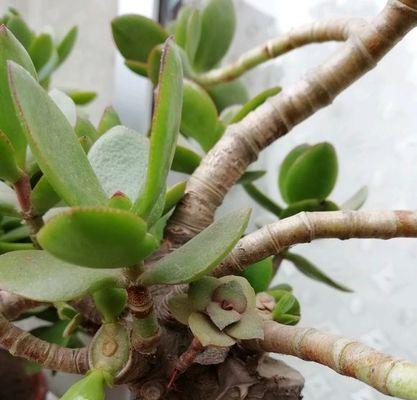 玉树叶片萎烂的原因及预防方法（探究叶片萎烂的成因，了解如何预防植物疾病）