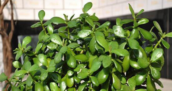 玉树叶片萎烂的原因及预防方法（探究叶片萎烂的成因，了解如何预防植物疾病）