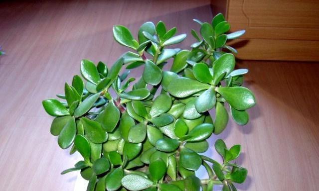 玉树叶片萎烂的原因及预防方法（探究叶片萎烂的成因，了解如何预防植物疾病）