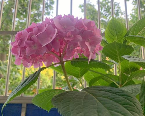 绣球花开放时间及赏花之道（一场盛夏绚烂的绣球花海之旅）