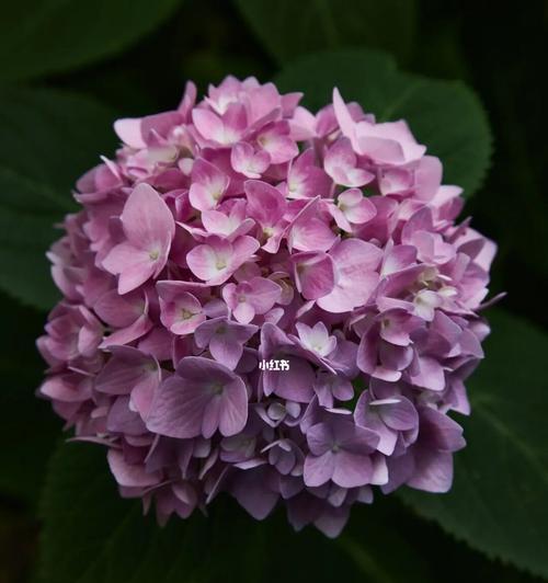 绣球花开放时间及赏花之道（一场盛夏绚烂的绣球花海之旅）