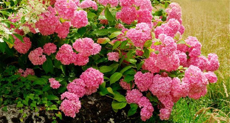 绣球花开放时间及赏花之道（一场盛夏绚烂的绣球花海之旅）