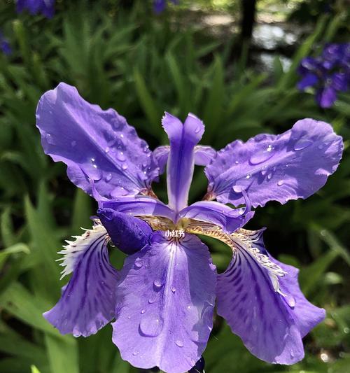 揭秘鸢尾花的花语和传说（神秘的花语象征和神话传说，解读鸢尾花的秘密）