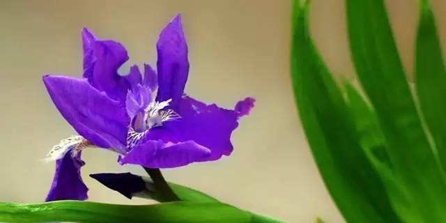 紫色鸢尾花的花语（揭示鸢尾花的深意，传递花海中的心愿）
