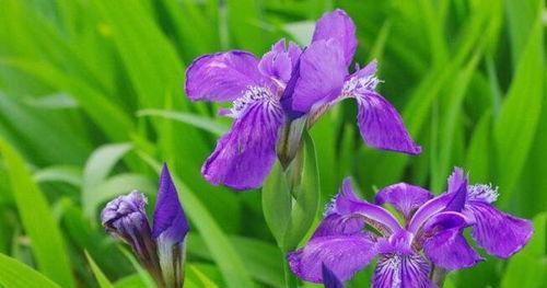 紫色鸢尾花的花语（揭示鸢尾花的深意，传递花海中的心愿）
