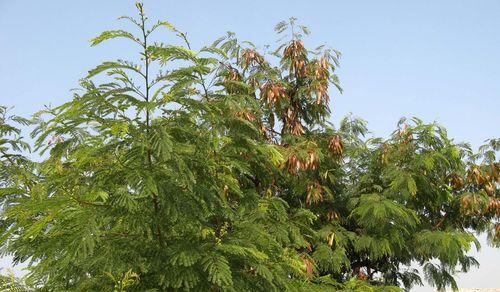 豆科植物的主要特征（探寻豆科植物独具特色的八大方面）