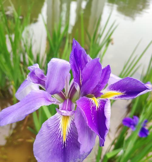 鸢尾花（解读鸢尾花的神秘象征意义）