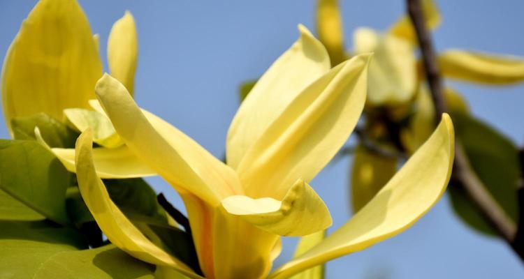 清明时节开花——春天的美好瞬间（探秘清明时节开花的植物与奥秘）