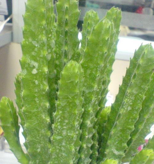 如何种植仙人掌——从选择到养护（一步步教你打造仙人掌家园，营造独特的绿色生活）