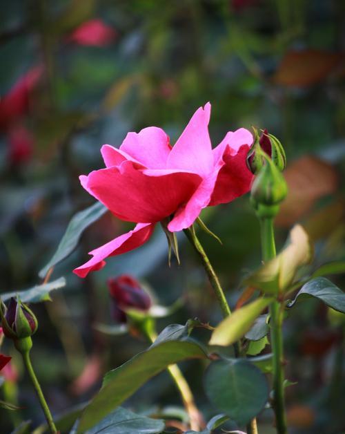 月季花的寓意与象征意义（探索月季花的花语和文化内涵）