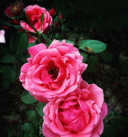 月季花的花语——爱情的表白（用一朵月季花传递你的情感，让爱意永远绽放）