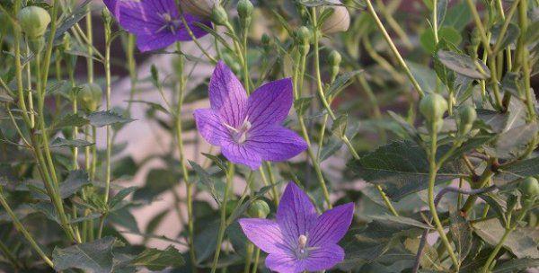 种植与管理想要美丽的天蓝色，来试试种植“桔梗”（桔梗的种植、育苗、管理与繁殖）