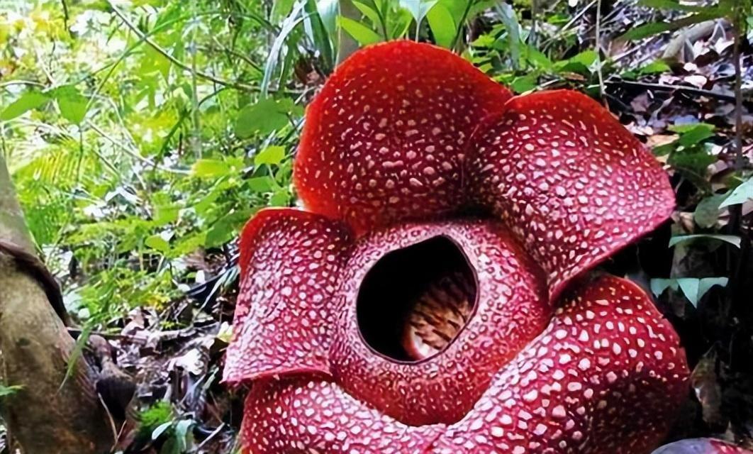 探秘世界上最稀有的花（了解世界上最珍贵的花卉，发现自然之美）