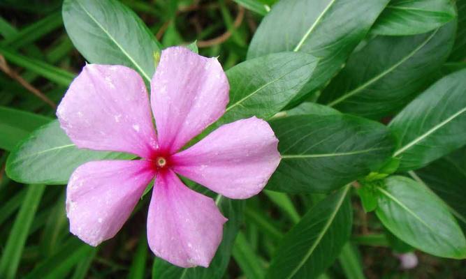 长春花花语（用花语解读长春花，发现真挚情感）