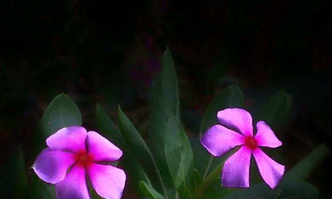 长春花花语的深意（探秘长春花的神秘语言，带你领略自然的奇妙魅力）