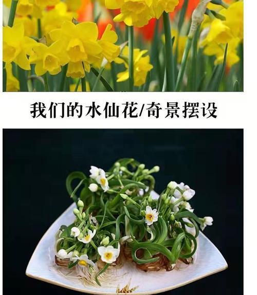 水仙花的水养技巧（打造盆栽优美水仙花，让家中盛开春天）