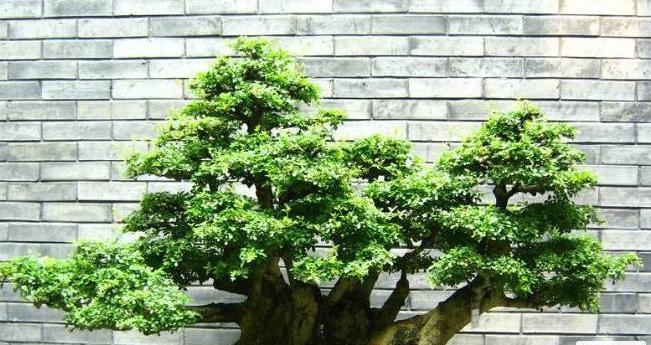 小叶榕树的养殖方法（打造健康的小叶榕树）