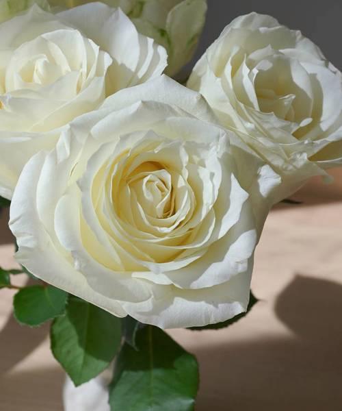 白玫瑰花的意义（探寻白玫瑰所蕴含的情感与文化内涵）