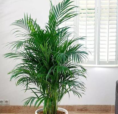 室内净化空气的最佳植物（清新空气，健康生活）