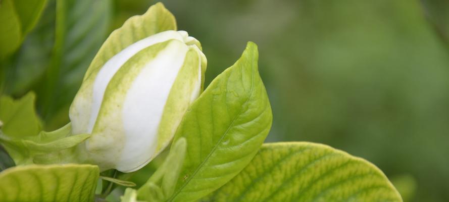 栀子花的花语与意义（探究栀子花的花语及相关文化内涵）