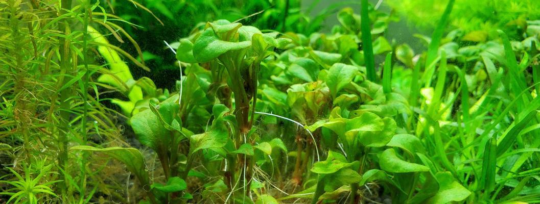 红波水草全方位养护攻略（学会这些，让你的红波水草茁壮成长）