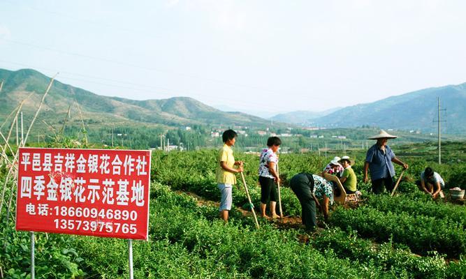 金银花的种植方法（轻松掌握家庭种植技巧，让你的阳台充满美丽的金银花）